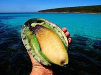 澳大利亚鲍鱼 Australia abalone frozen